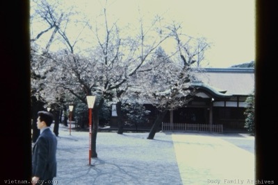 Cherry blossoms, Shinto shrine